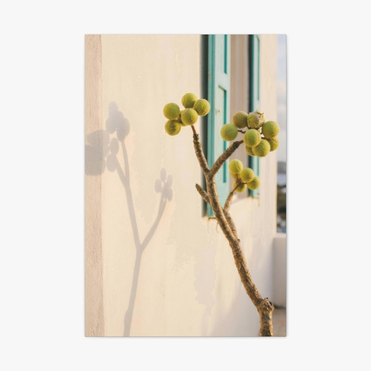 Frangipani Canvas