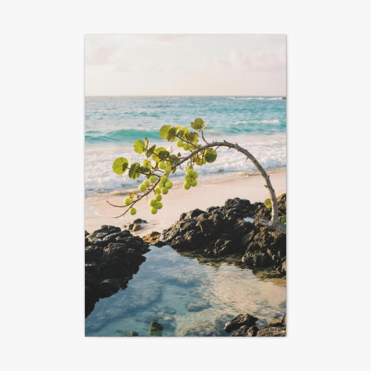 Sea Grape Canvas